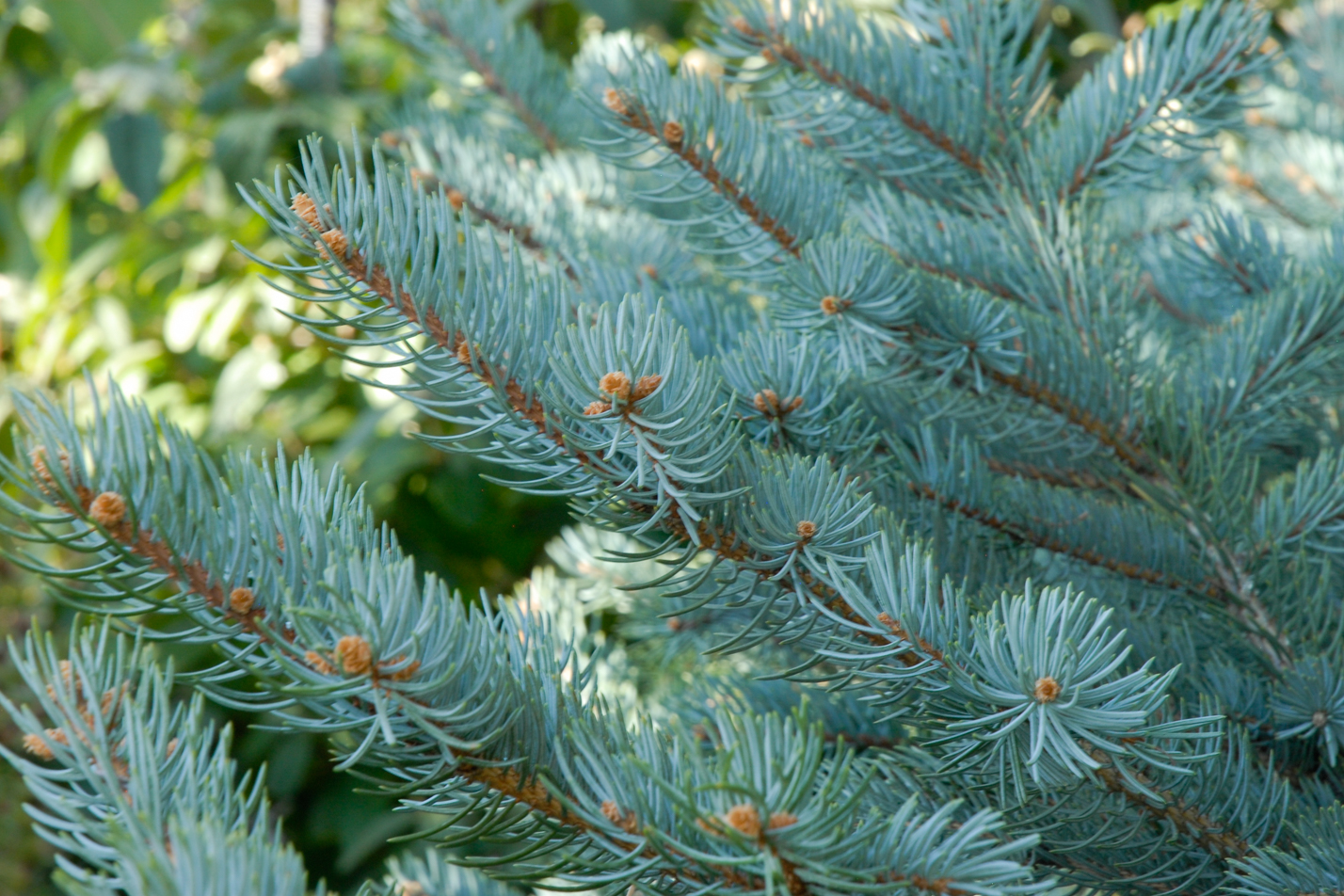 Baby Blue Eyes Spruce